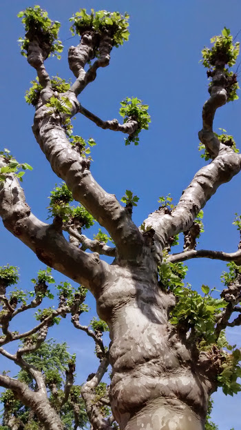 Trees budding in the springtime sun