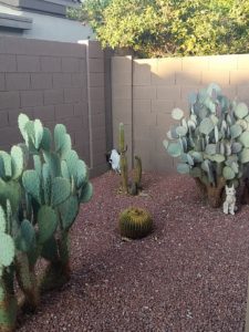 cactuses